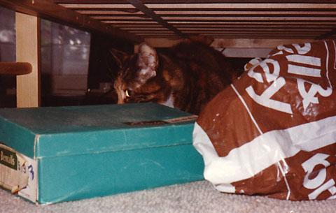 fishcake.jpg fishcake.jpg