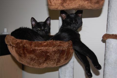 marvin-mozza.jpg marvin-mozza.jpg