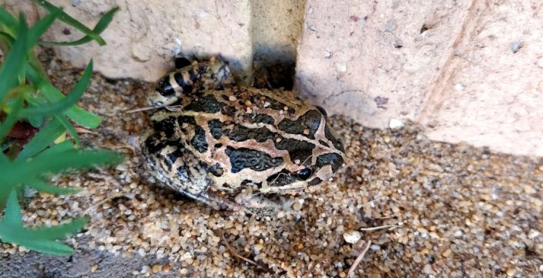 backyard toad