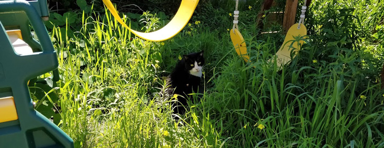 cat sitting in grass
