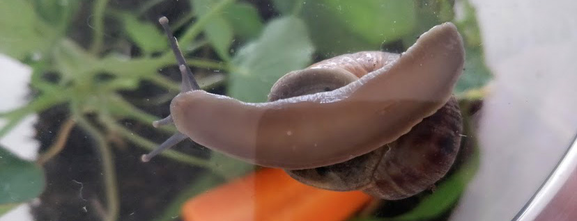 snail