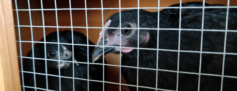 chickens in their coop